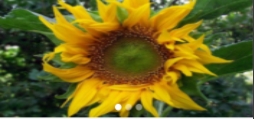 25431_s5uv_6264.png